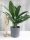  Aglaonema Cutlass-Sämling in einem 0,5-1-Liter-Behälter