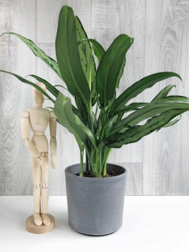  Aglaonema Cutlass-Sämling in einem 0,5-1-Liter-Behälter