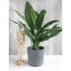  Aglaonema Cutlass-Sämling in einem 0,5-1-Liter-Behälter