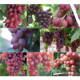  Rebe aus 5 für Rotwein geeigneten Sorten, 40-60 cm