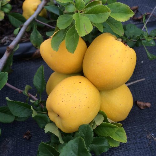  Japanische QuittenSAMEN 10 Stück Quitten für Tinkturen und Saft tolles SET