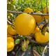  Japanische Quittenstecklinge CIDO Quittentinktursaft