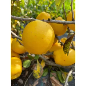    Japanische Quittenstecklinge CIDO Quittentinkturen Saft 4 Jahre alt
