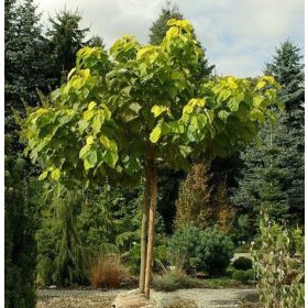  KATALPA CATALPA GEWÖHNLICHES CATALPA 180 CM