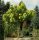  KATALPA CATALPA GEWÖHNLICHES CATALPA 180 CM