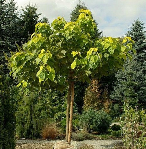  KATALPA CATALPA GEWÖHNLICHES CATALPA 180 CM