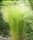  Stipa Pony Tails starke Staude