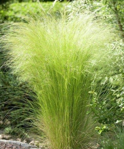  Stipa Pony Tails starke Staude