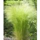  Stipa Pony Tails starke Staude