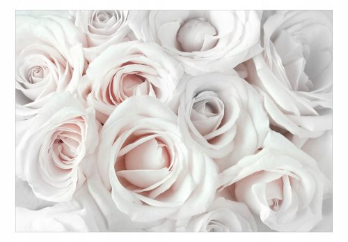 Fototapete - Satinrose (Rosa) 400x280