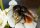 Zucht von Bienenköniginnen Rote Mauerbiene ROGATA Kokons 50 Stk. + Spitzen