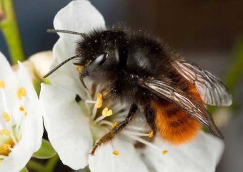 Zucht von Bienenköniginnen Rote Mauerbiene ROGATA Kokons 50 Stk. + Spitzen