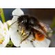 Zucht von Bienenköniginnen Rote Mauerbiene ROGATA Kokons 50 Stk. + Spitzen