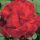  Pelargonium Ringo Cardinal F1 Samen „BEREIT GESAÄT“ mehrjährig