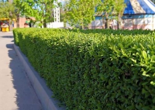  Lorbeerkirsche NOVITA GRÜNE HECKE DAS GANZE JAHR
