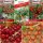  BALKONTOMATEN Samensammlung Set mit 5 Packungen.