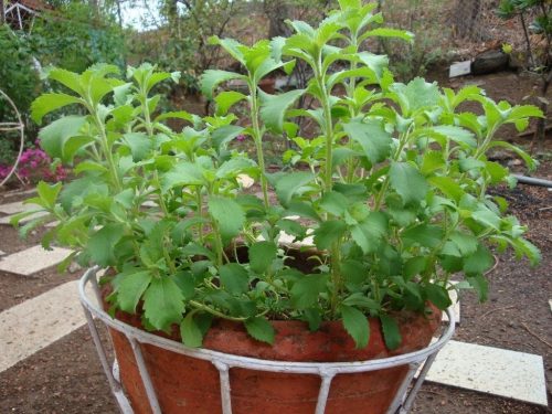  Stevia Rebaudiana SÜßSTOFF Samen KRÄUTER