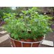  Stevia Rebaudiana SÜßSTOFF Samen KRÄUTER