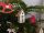  Christbaumschmuck, Öko-Anhänger aus Holz, 6 Stk