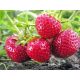  Walderdbeeren und Erdbeeren. HORIZONTALER Sämling mit nackter Wurzel, 5-5 cm