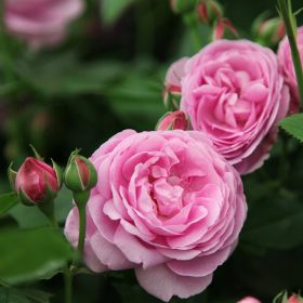  Rosensämling im 30 cm Ballen