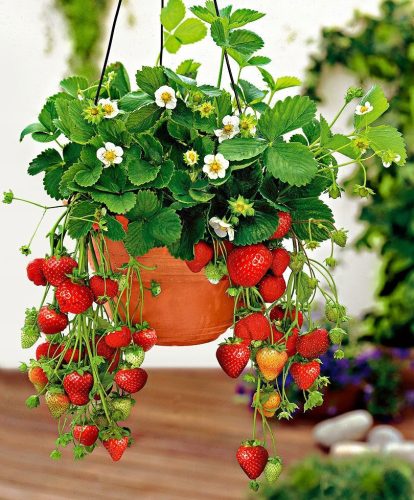  Walderdbeeren und Erdbeeren Hängender ALBION-Sämling mit nackter Wurzel 5-5 cm
