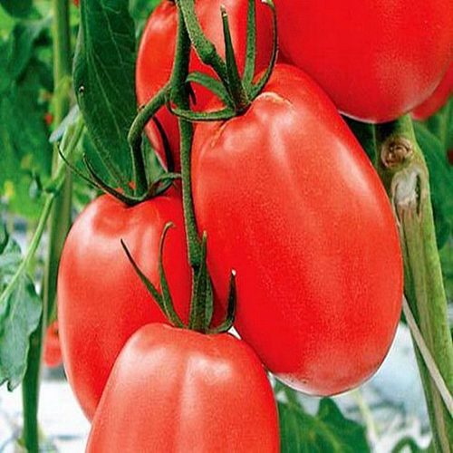  Einjährige Samen der Tomate Dyno F1 „BEREIT GESAÄT“.