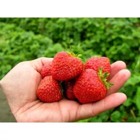    LEBENDIGE Walderdbeeren und Erdbeeren, wurzelnackter Sämling, 5-5 cm