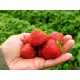  LEBENDIGE Walderdbeeren und Erdbeeren, wurzelnackter Sämling, 5-5 cm