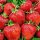 ELKAT Walderdbeeren und Erdbeeren, Sämling mit nackter Wurzel, 5-5 cm