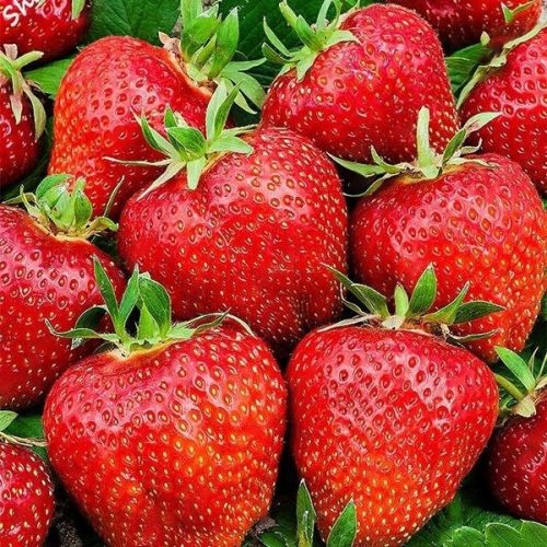  ELKAT Walderdbeeren und Erdbeeren, Sämling mit nackter Wurzel, 5-5 cm