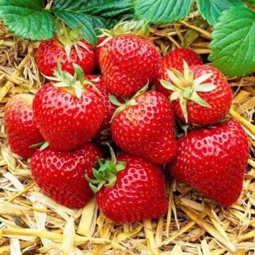  POLKA Walderdbeeren und Erdbeeren, Sämling mit nackter Wurzel, 5-5 cm