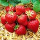  POLKA Walderdbeeren und Erdbeeren, Sämling mit nackter Wurzel, 5-5 cm