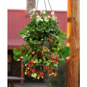    Walderdbeeren und Erdbeeren. Hängender Sämling mit nackter Wurzel, 5-5 cm