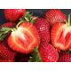  KENT Walderdbeeren und Erdbeeren, Sämling mit nackter Wurzel, 5-5 cm