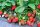  SAN ANDREAS Walderdbeeren und Erdbeeren, wurzelnackter Sämling, 5-5 cm