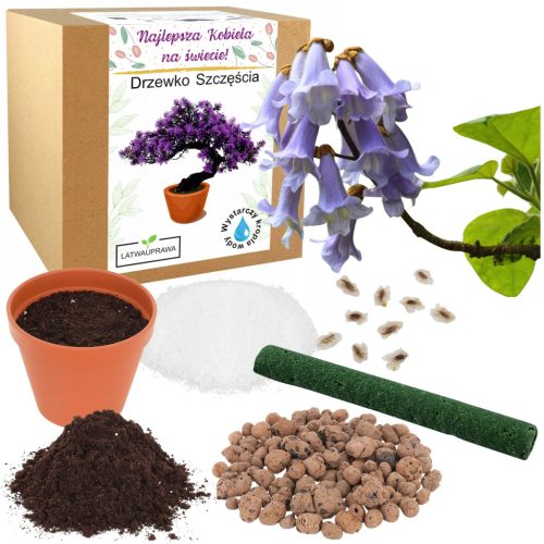  Ein Geschenk zum Frauentag, ein Bonsai-Baum des Glücks, eine Blume für ein Mädchen