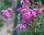  LAGERSTROEMIA LILA MAUVE Ohne Mittag P9