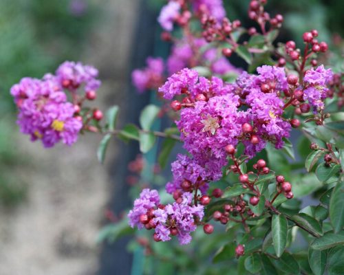  LAGERSTROEMIA LILA MAUVE Ohne Mittag P9