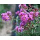  LAGERSTROEMIA LILA MAUVE Ohne Mittag P9