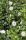  Gartenhibiskus Syrischer Hibiskus LADY STANLEY Hibiscus syriacus Blumentopf 2L