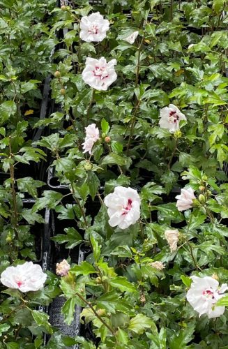  Gartenhibiskus Syrischer Hibiskus LADY STANLEY Hibiscus syriacus Blumentopf 2L