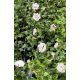  Gartenhibiskus Syrischer Hibiskus LADY STANLEY Hibiscus syriacus Blumentopf 2L