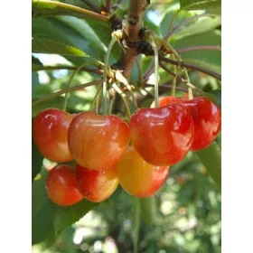    BUTTNER RED Kirschen, Sämling mit nackter Wurzel, 150-180 cm