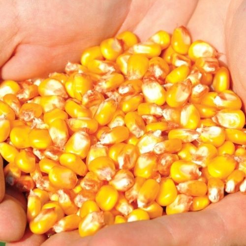 SM Finezja Maissamen 50.000