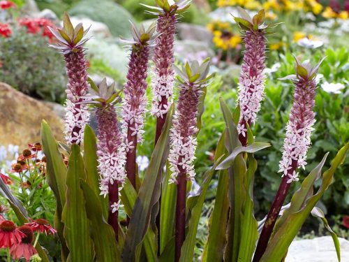  EUCOMIS | EUCOMIS | 'INDIAN SOMMER' | 1 Stück.