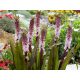 EUCOMIS | EUCOMIS | 'INDIAN SOMMER' | 1 Stück.