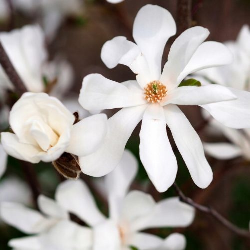  Weiße Magnolien und Tulpenbäume, Sämlinge im 2-3l-Behälter, 60-80 cm
