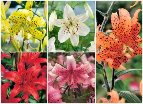  Lilie weiß, rot, orange, bunt, rosa, gelbe Zwiebeln/Zwiebeln/Rhizome lose
