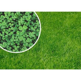    Ziergras, für trockene Bereiche, für schattige Bereiche, Garten, Weide Granum 800 m² 1 kg